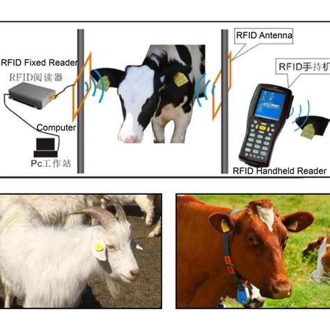 rfid tag reader for cattle|sheep eid tag readers uk.